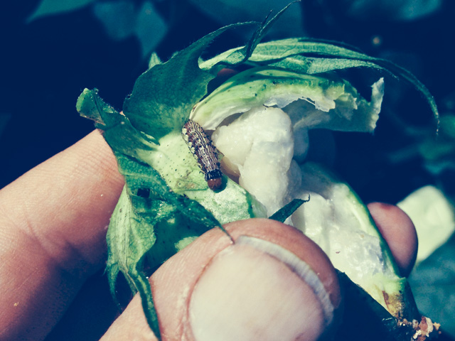 Southern entomologists are reporting increased earworm/bollworm feeding and survival on Bt corn and cotton containing Vip3A -- the last Bt protein that fully controls this pest. (Photo courtesy David Kerns, Texas A&amp;M)